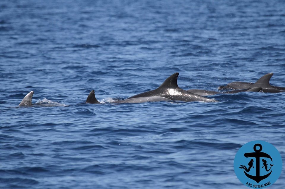 Nasce la nuova associazione Sotto al mare